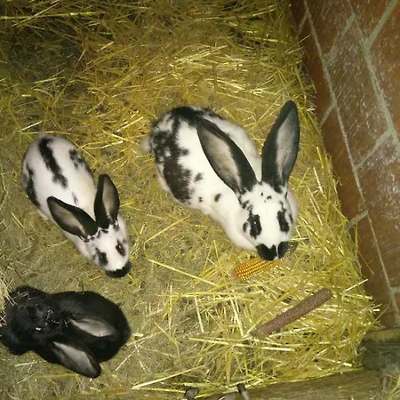 Velenje Ravne Sobe Vrtacnik D O O * Sostanj