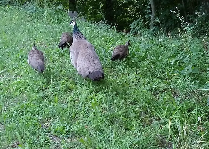 Velenje Ravne Sobe Vrtacnik D O O Apartamento