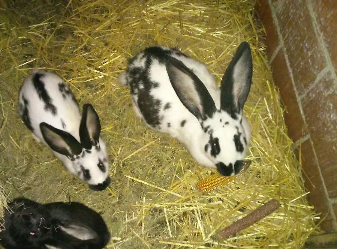 Velenje Ravne Sobe Vrtacnik D O O * Sostanj