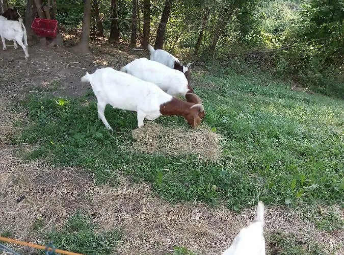 アパート Velenje Ravne Sobe Vrtacnik D O O